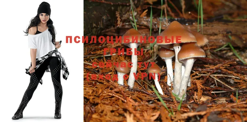 наркотики  Новоаннинский  Псилоцибиновые грибы MAGIC MUSHROOMS 